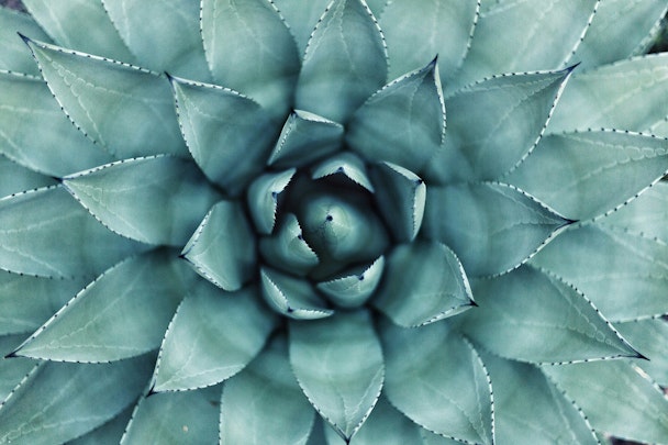 A close-up of a succulent plant A close-up of a succulent plant