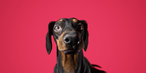 A rendered CG image of Stanley, a sausage dog, pictured against a red background A rendered CG image of Stanley, a sausage dog, pictured against a red background