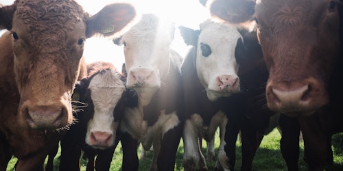 A number of cows, looking straight at the camera A number of cows, looking straight at the camera